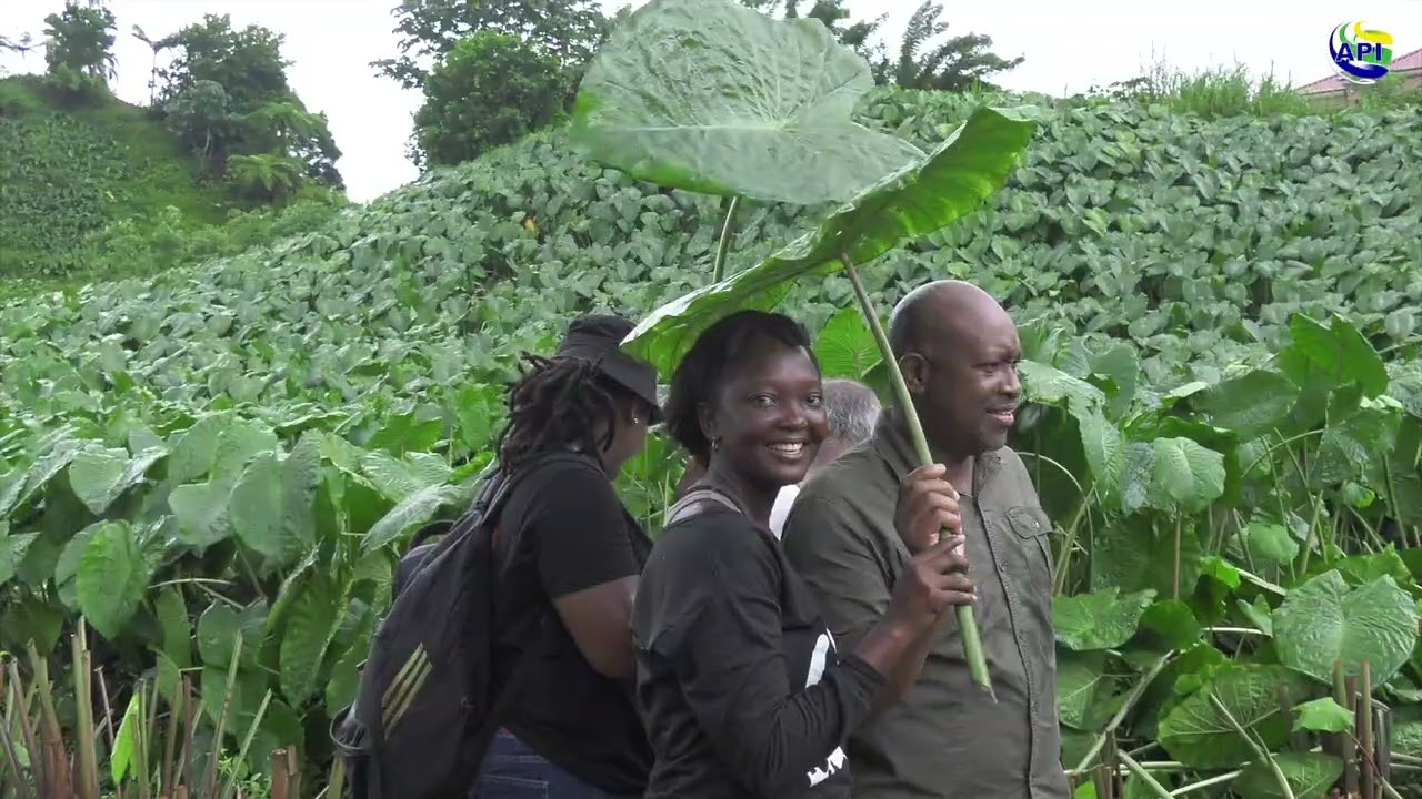 Harvesting callaloo in St Vincent and the Grenadines
