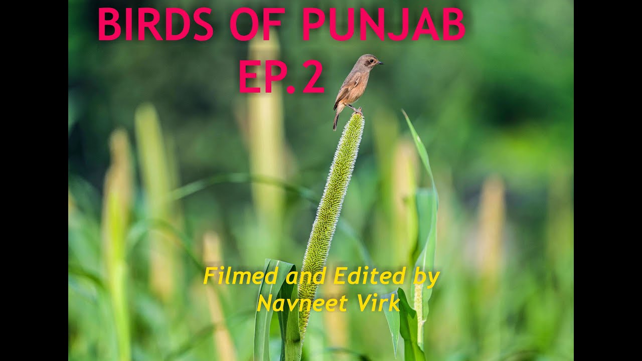 Birds of Punjab EP.2| 🕊️🦜🦅🦆 | ਪੰਜਾਬ ਦੇ ਪੰਛੀ #birds #birdsounds - YouTube
