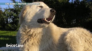 Conosciamo meglio i Guardiani degli armenti  Amico cane