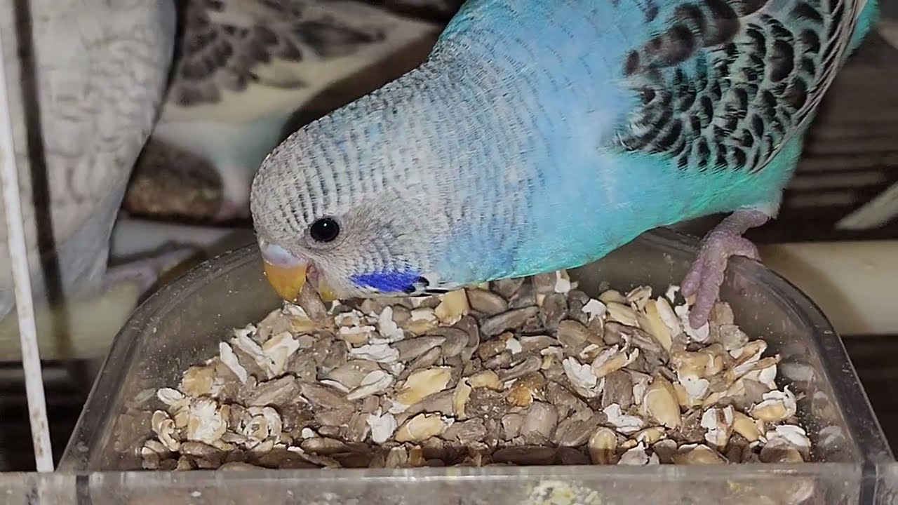 Птичий хаос: вечеринка удалась! 🦜🎉 Кто тут устроил беспорядок? 😆  #wavy_parrots