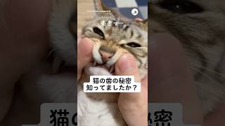 猫の歯の秘密｜PECO