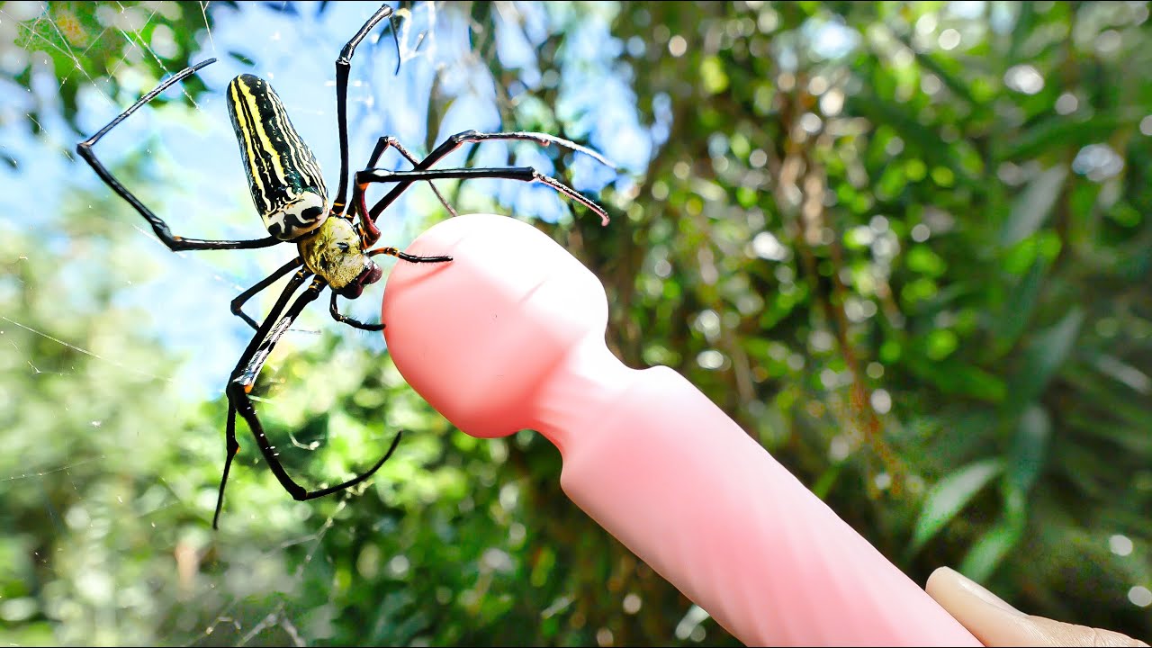 日本最大のクモ vs バイブレーション - YouTube