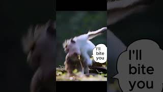 Monkey Escapes Crocodile Attack! 🐒💥