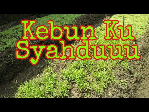 Kebun Ku semakin syahdu...
