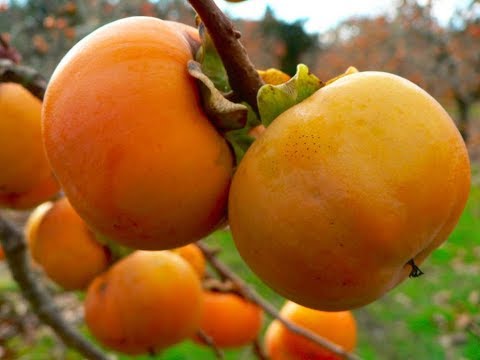 Video: Hobuse hambad: tüübid, struktuur ja omadused. Hobuse vanuse määramine hammaste järgi