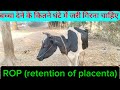 गाय भैस के जरी (प्लेसेंटा) से जुड़ी सारी जानकारी | जरी गिराने का फॉर्मूला #placentaremoval 