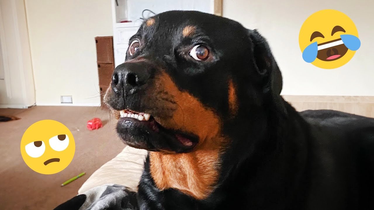 I Asked for a Pet, Got a Comedy Show 😂🐶 | Funny Dog Video 2026 #6