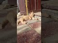 Ein ungarisches Katzenleben Landleben in Ungarn
