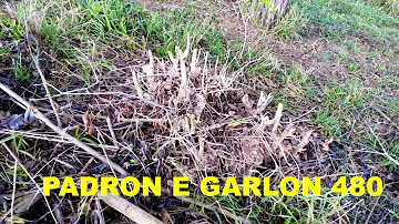 Como usar o herbicida Padron?