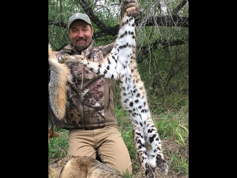 bobcat hunting attacks hunter bow predator