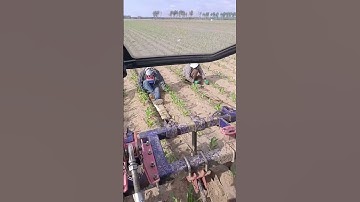 Labor saving weeding techniques for crop fields  Good tools and machinery make work easy  #fypシ゚