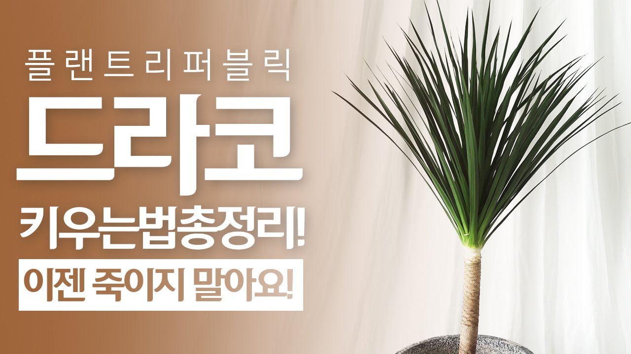 SUB) 드라세나 드라코 식물 키우기｜물주기 관리 꿀팁 🌱｜Dracena Draco｜용혈수｜플랜테리어｜인테리어화분｜거실화분｜개업화분｜실내공기정화식물｜반려식물｜이제 죽이지 마세요❗❗