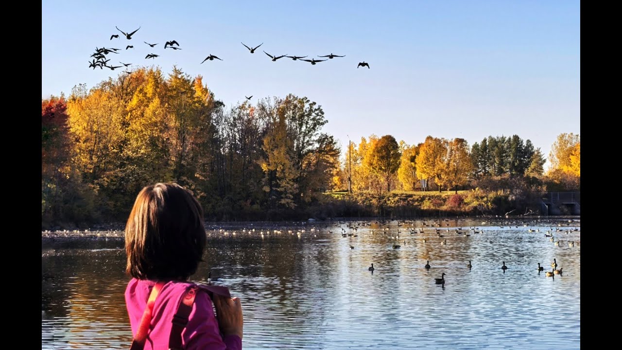 雁南飞  The Amazing Canada Goose Migration)
