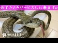 べた慣れでかわいいアオダイショウの餌やり#13【蛇の捕食】♦️Feeding the rat snake#13