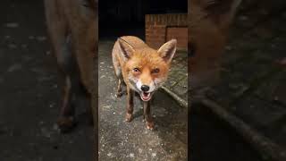 Who Would Have Thought Id Being Telling A Fox That