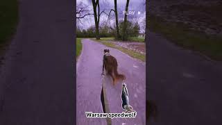 Two piece. #wolfbrigade #metal #deathmetal #metalhead #rescuedog #detroit