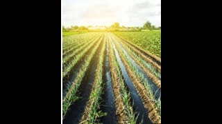 Advantages Of Furrow Irrigation