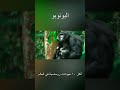 البونوبو أكثر ١٠ حيوانات رومانسية في العالم