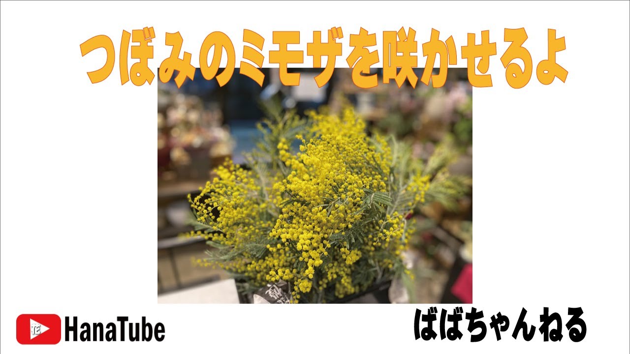 日本の職人技 ミモザ（アカシア）の花言葉｜種類、特徴、色別の花言葉