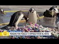 Children paint pebbles for penguins in Scotland