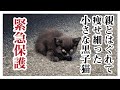 黒猫なづき（保護猫）の成長記録　家族1日目「我が家に黒猫がやってきた！」