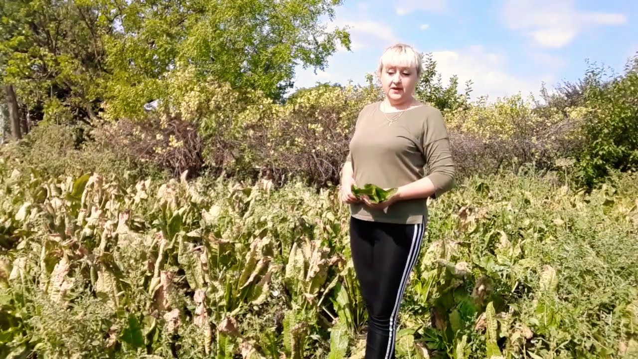 хрен когда сажать и как копать