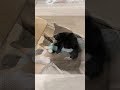 Lissy video