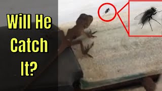 Green Anole Lizard Hunting a Fly