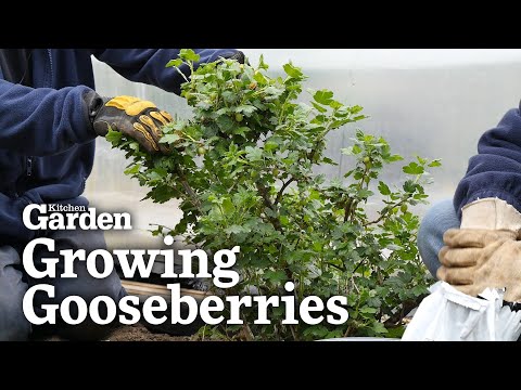 Video: Growing Gooseberries On Trellises