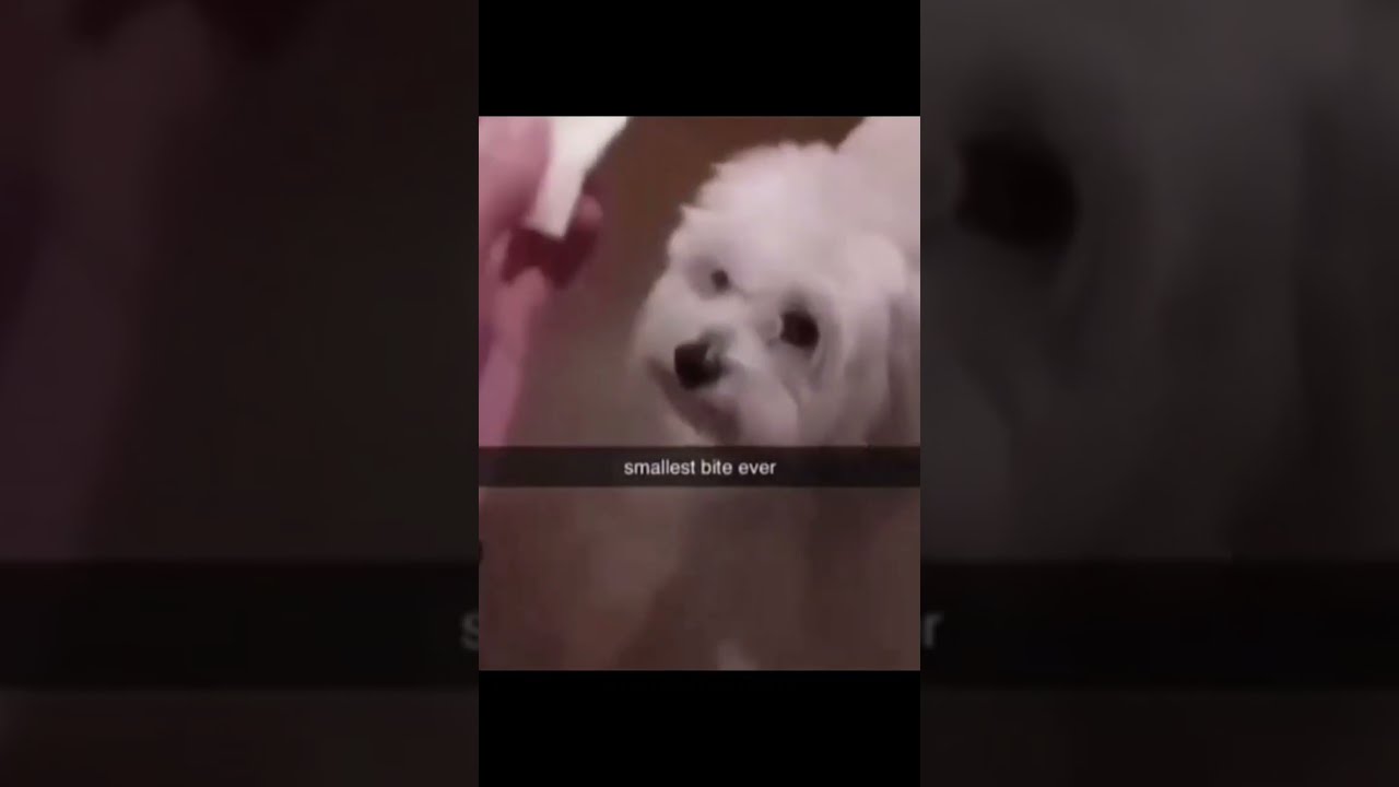 You Can Take A Small Bite Trending Viral Dog Dogs Shorts Cheese