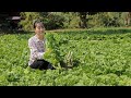 Harvesting Taiwan Bok Choy &amp; Cooking For Delicious Dinner