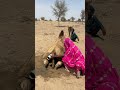 امرأة تحمي جملا من الحرارة بوضع بالون أسود بارد خلف ذيله 