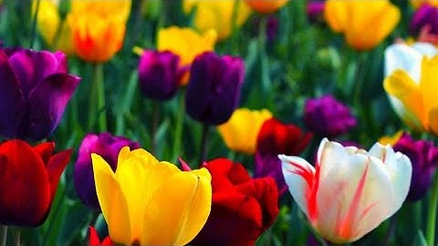 سورة آل عمران كاملة بتلاوة خاشعة تريح القلب 🌺🌺