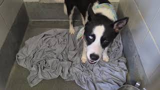 Acs A811696