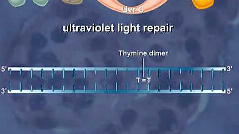 Nucleotide Excision Repair of the DNA [HD Animation]