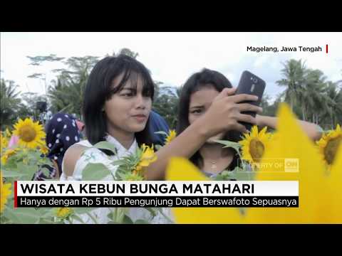 Serunya Berwisata ke Kebun Bunga Matahari