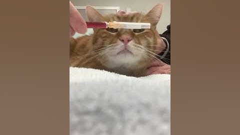 How To Give Vitamin B-12 Injections to a Cat