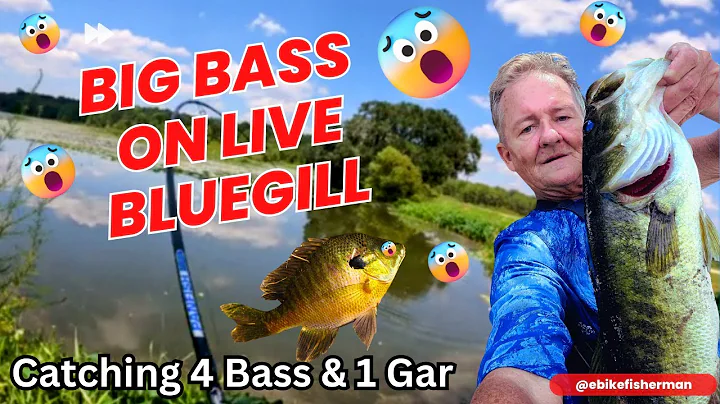 Big Bass Fishing with Live Bluegill