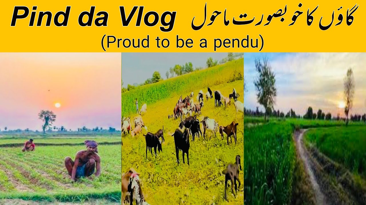 Village vlog | village life | pind | Punjabi culture | Punjab | former | Punjabi vlog | Abid Zia |