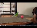 😍🦜 RED-RUMP PARROT CHASING BALL  ON TABLE  FUNNY🦜