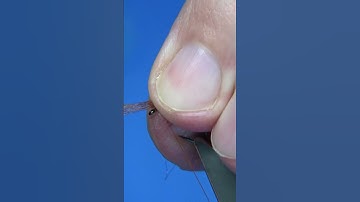 Fiery Brown Missing Link Caddis Fly #shorts