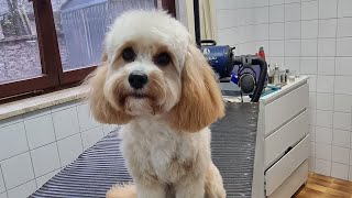 Grooming Cockapoo I Christmas edition by Dlakca pet grooming 197 views 1 year ago 3 minutes, 35 seconds