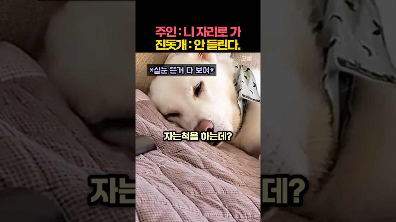 외국인 견주의 소파를 탐내는 진돗개의 혼신의 연기
