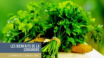 Quels sont les bienfaits de la coriandre pour la santé ?