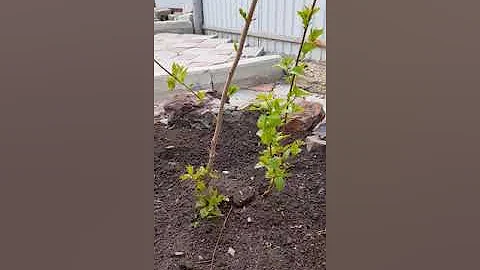 Канадский клён