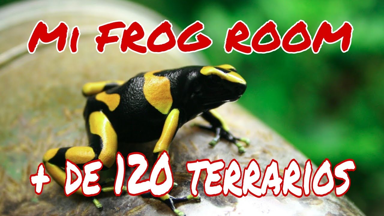 Parte de mi COLECCIÓN de DENDROBATES! muchos consejos, curiosidades y MUCHA RANA!!!