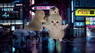 WORK x MONTAGEM GRITOS TALENTO 3  (1 HOUR LOOP) | DANCING KITTENS (Tokyo Edition) 