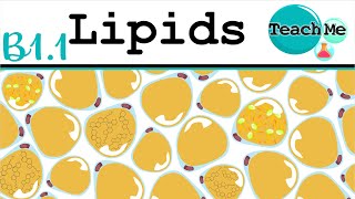 (B1.1) - Lipids - IB Biology (SL/HL)