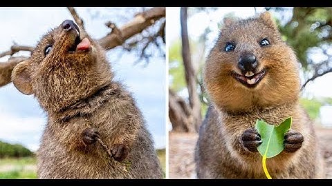 Bí mật về Quokka - loài động vật hạnh phúc nhất thế giới