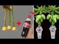 SUPER SPECIAL TECHNIQUE for propagating MANGO trees with coca cola, rooting and growing super fast